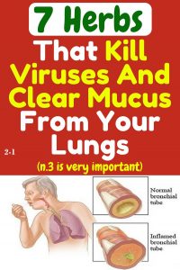 7 Herbs that kill viruses and clear mucus