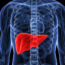 liver