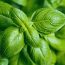 5 Plants That Can Help You Take Care Of Your Bone Health